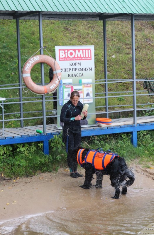 Фото: Antonina CHigvinceva (Антонина Чигвинцева), ньюфаундленд Toptyzhka Galatea Morskaya Nereida (Топтыжка Галатея Морская Нереида)