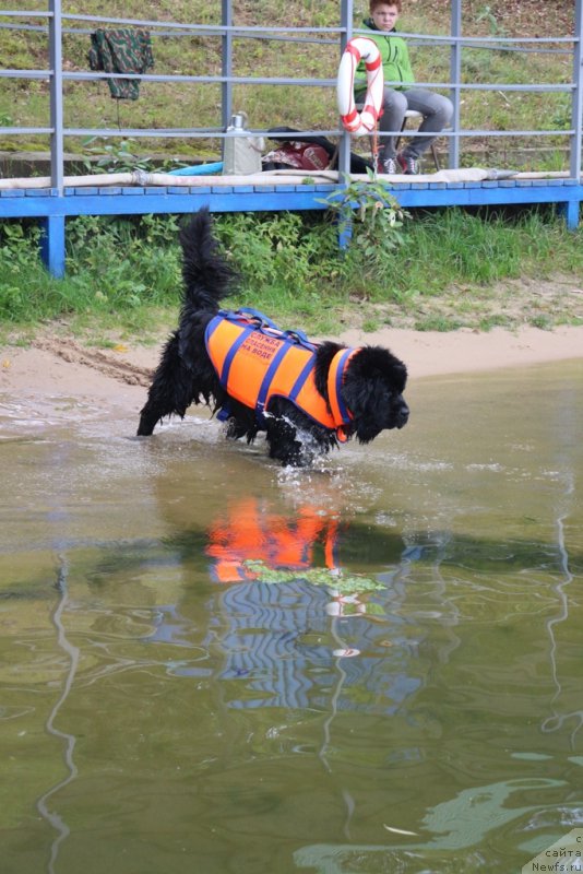 Фото: ньюфаундленд Toptyzhka Galatea Morskaya Nereida (Топтыжка Галатея Морская Нереида)