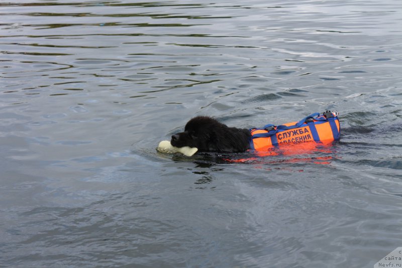Фото: ньюфаундленд Laymar Seynari (Лаймар Сейнари)