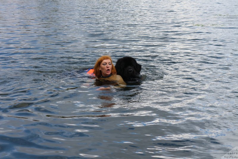 Фото: ньюфаундленд Toptyzhka Geroy Nashego Vremeni (Топтыжка Герой Нашего Времени), Elizaveta Safiullina (Елизавета Сафиуллина)