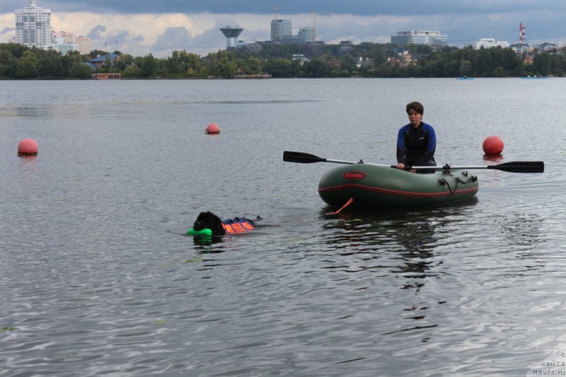 Фото: ньюфаундленд Belkonder-Club Ugli-Boogli (Белкондер-Клаб Угли-Бугли), Elena Bogdanova (Елена Богданова)