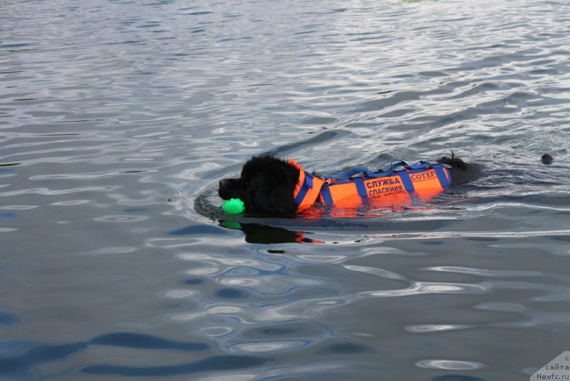 Фото: ньюфаундленд Belkonder-Club Ugli-Boogli (Белкондер-Клаб Угли-Бугли)