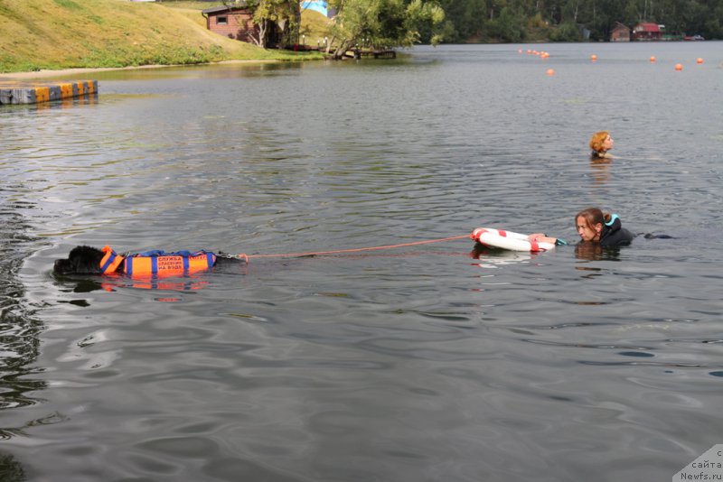 Фото: ньюфаундленд Belkonder-Club Ugli-Boogli (Белкондер-Клаб Угли-Бугли), Antonina CHigvinceva (Антонина Чигвинцева)