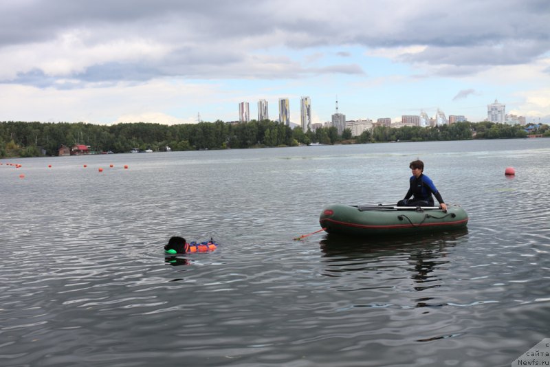 Фото: ньюфаундленд Toptyzhka Galatea Morskaya Nereida (Топтыжка Галатея Морская Нереида), Elena Bogdanova (Елена Богданова)
