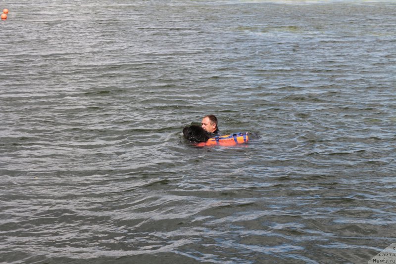 Фото: Andrey Vasil'cov (Андрей Васильцов), ньюфаундленд Laymar Seynari (Лаймар Сейнари)