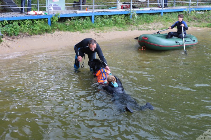 Фото: Andrey Vasil'cov (Андрей Васильцов), ньюфаундленд Laymar Seynari (Лаймар Сейнари), Antonina CHigvinceva (Антонина Чигвинцева)