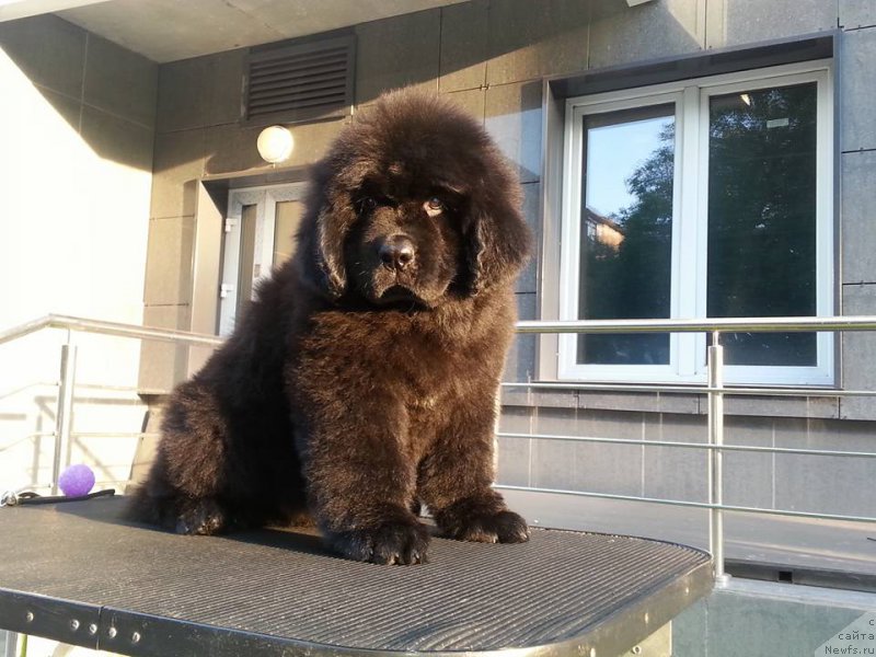 Фотография № 190520