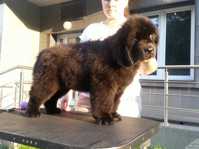 Фотография № 190521