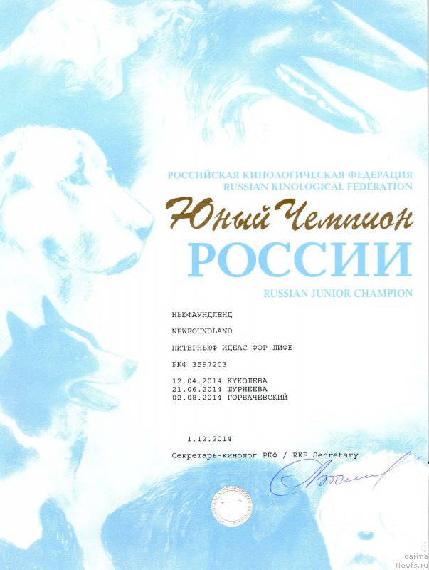 Фото: ньюфаундленд Piternyuf Ideas For Life (Питерньюф Идеас Фор Лифе)