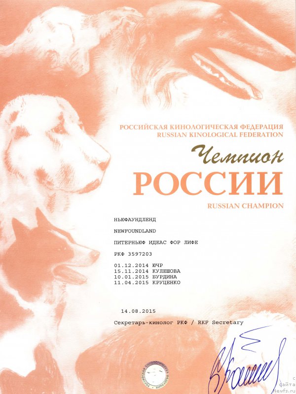 Фото: ньюфаундленд Piternyuf Ideas For Life (Питерньюф Идеас Фор Лифе)