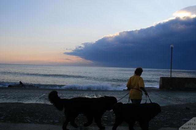 Фото: ньюфаундленд Talula Bell (Талула Белл), ньюфаундленд Potap Fidel' (Потап Фидель), Anna Kovalyova (Анна Ковалёва)