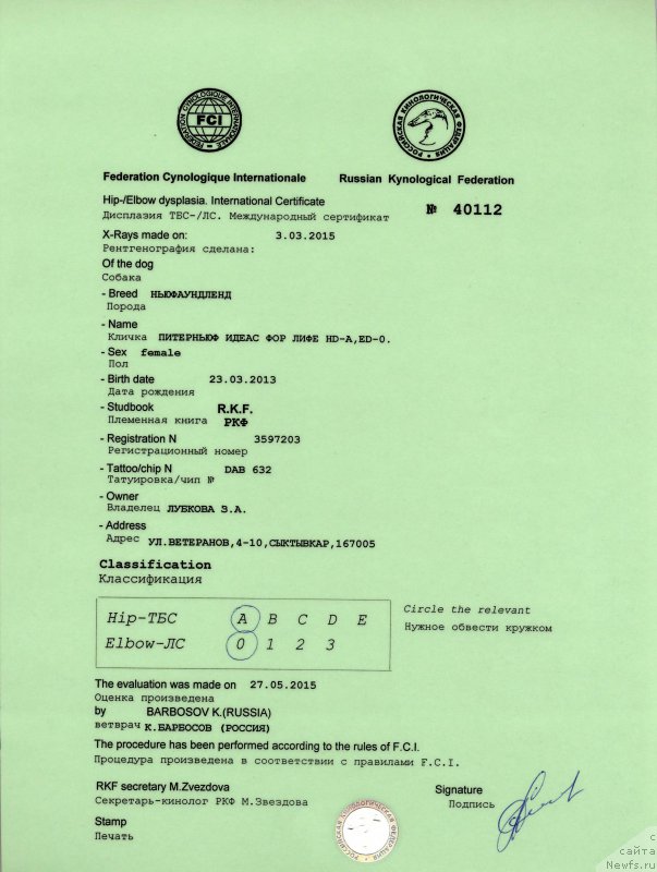 Фото: ньюфаундленд Piternyuf Ideas For Life (Питерньюф Идеас Фор Лифе)