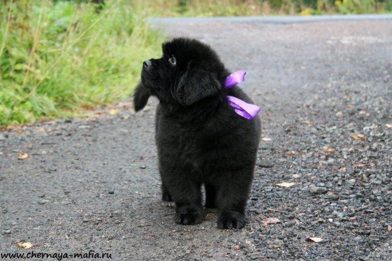 Фотография № 190531