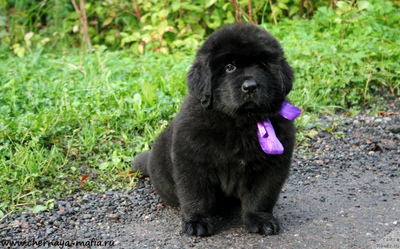 Фотография № 190532