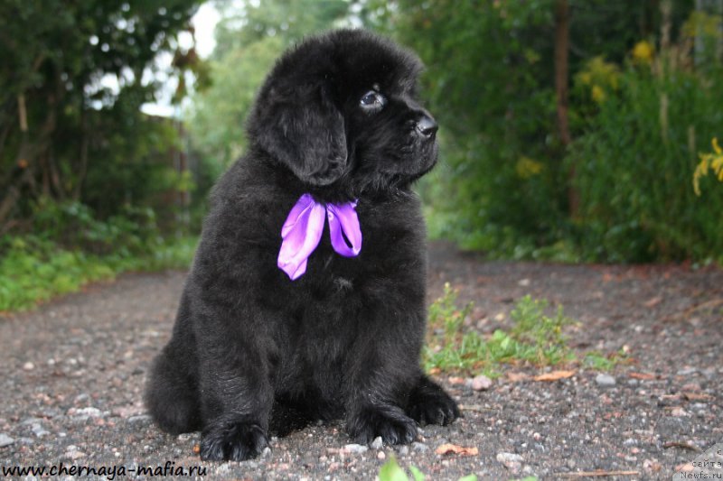 Фотография № 190533