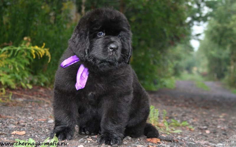 Фотография № 190534