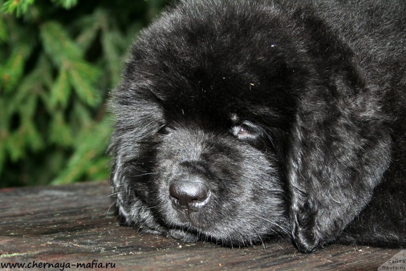 Фотография № 190535