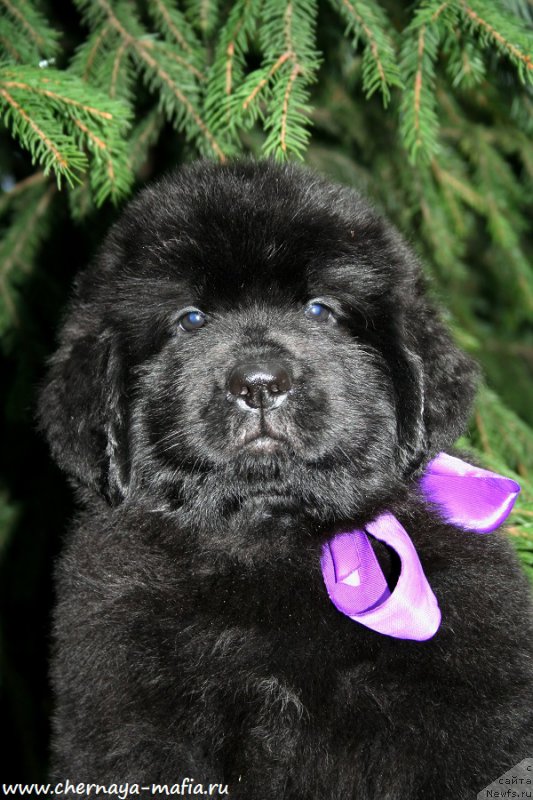 Фотография № 190538