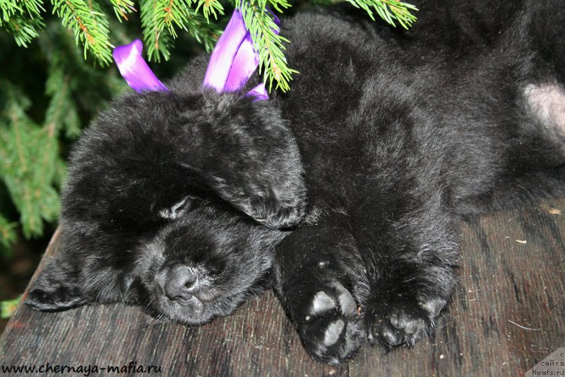 Фотография № 190539