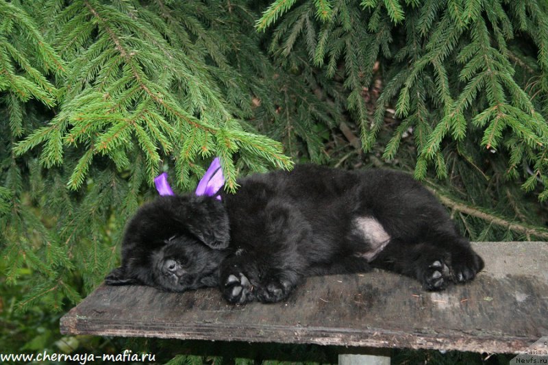 Фотография № 190540