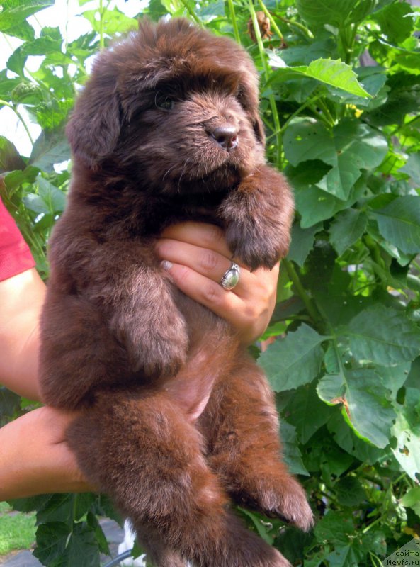 Фото: ньюфаундленд Al'fa Dar Oksa Vedun'ya (Альфа Дар Окса Ведунья)
