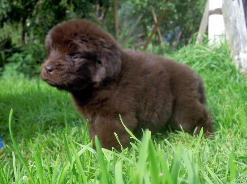 Фотография № 190543