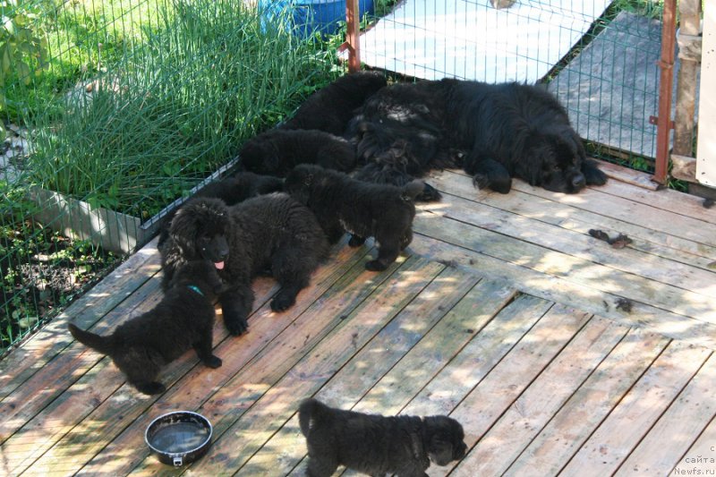 Фото: ньюфаундленд Chernaya Mafia Must Have (Черная Мафия Муст Хаве)