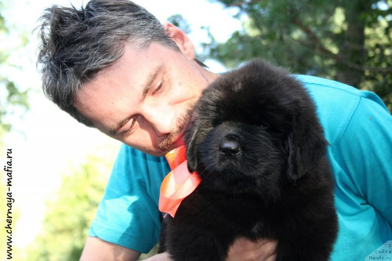 Фото: ньюфаундленд Chernaya Mafia Аll Rights Reserved (Черная Мафия Алл Ригхтс Ресервед)