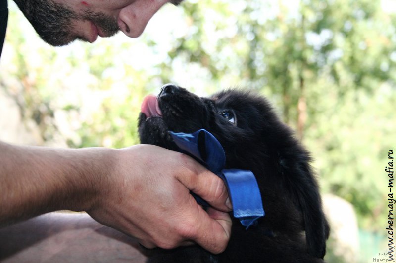 Фото: ньюфаундленд Chernaya Mafia Аlluring Prospect (Черная Мафия Аллуринг Проспект)