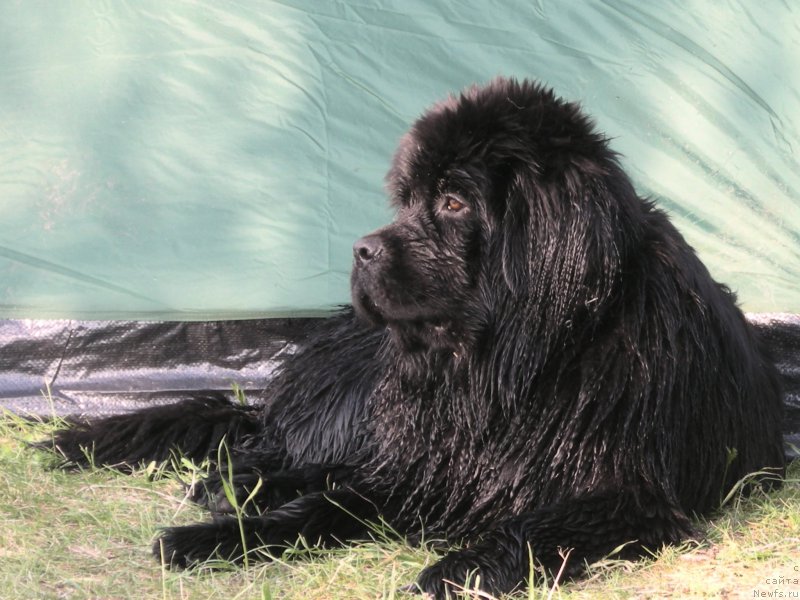 Фото: ньюфаундленд Paleolita  iz Medvej'ego YAra (Палеолита  из Медвежьего Яра)
