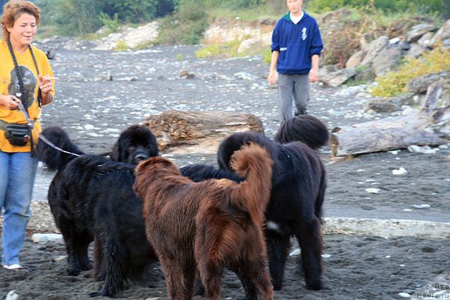 Фото: ньюфаундленд Talula Bell (Талула Белл), ньюфаундленд Potap Fidel' (Потап Фидель), Anna Kovalyova (Анна Ковалёва), Нейджел, Антон
