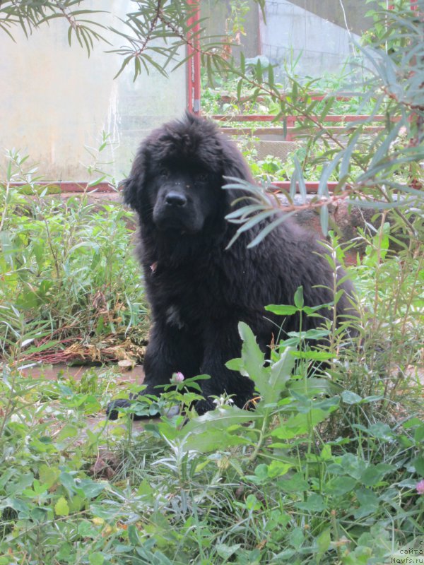 Фото: Natal'ya Smazchikova (Наталья Смазчикова)