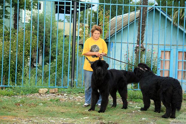 Фото: ньюфаундленд Talula Bell (Талула Белл), ньюфаундленд Potap Fidel' (Потап Фидель), Anna Kovalyova (Анна Ковалёва)