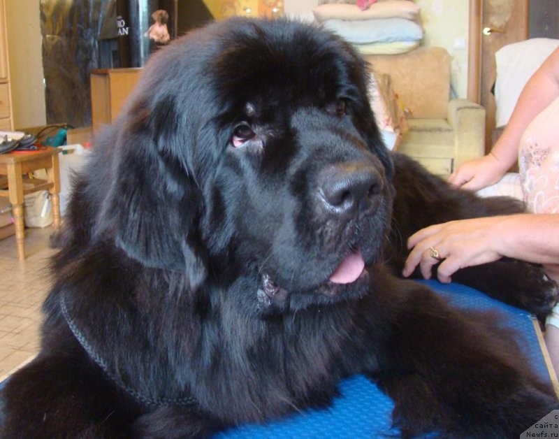 Фото: ньюфаундленд Njufort Atlantida (Ньюфорт Атлантида)