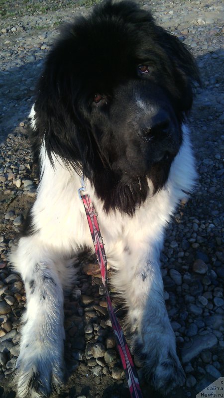 Фото: ньюфаундленд Beatris B'yutiful ot Sibirskogo Medvedya (Беатрис Бьютифул от Сибирского Медведя)