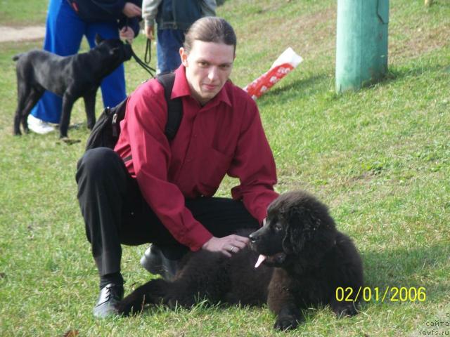 Фото: ньюфаундленд YEksklyuziv ot Undinyi (Эксклюзив от Ундины)