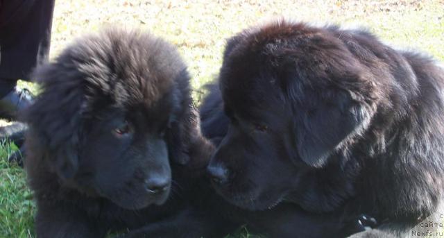 Фото: ньюфаундленд YEksklyuziv ot Undinyi (Эксклюзив от Ундины), ньюфаундленд Arh B'yuti Ochen' Vajnaya Persona (Арх Бьюти Очень Важная Персона)