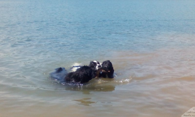 Фото: ньюфаундленд Fluffy Avalanche Civilization (Флюфи Аваланч Цивилизация), ньюфаундленд Fluffy Avalanch Surpassing All Expektations (Флюфи Аваланч Сурпассинг Алл Експестатионс), ньюфаундленд Dart Veyder (Дарт Вейдер)