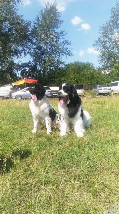 Фото: ньюфаундленд Fluffy Avalanche Civilization (Флюфи Аваланч Цивилизация), ньюфаундленд Fluffy Avalanch Surpassing All Expektations (Флюфи Аваланч Сурпассинг Алл Експестатионс)