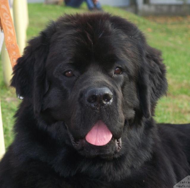 Фото: ньюфаундленд Arh B'yuti Ochen' Vajnaya Persona (Арх Бьюти Очень Важная Персона)