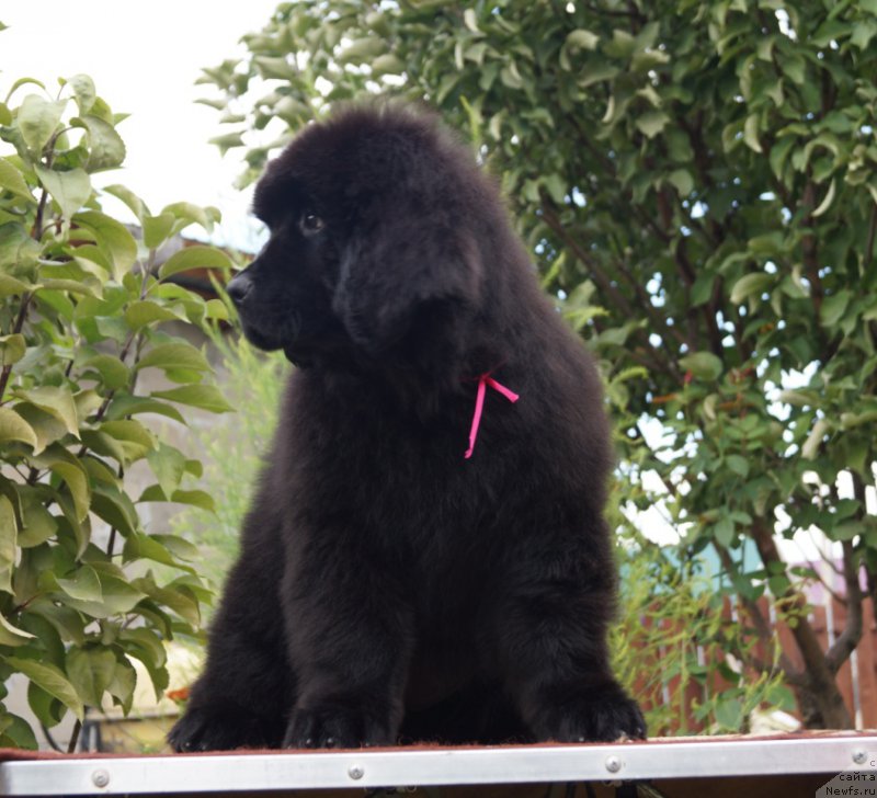 Фото: Супер Премиум Ундиспутед Чик