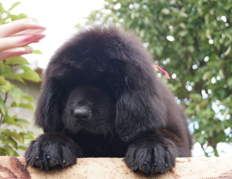 Фото: Супер Премиум Ундиспутед Чик