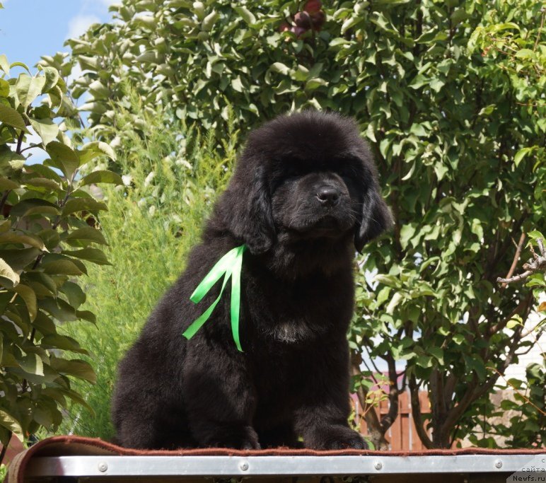 Фото: Супер Премиум Унике Леди