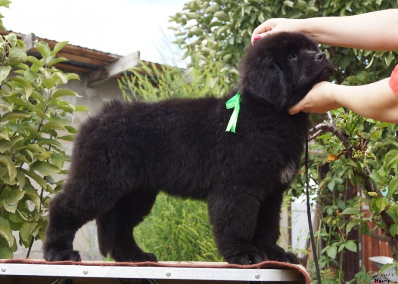 Фото: Супер Премиум Унике Леди