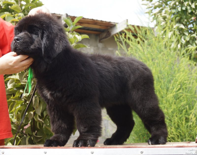 Фото: Супер Премиум Унике Леди