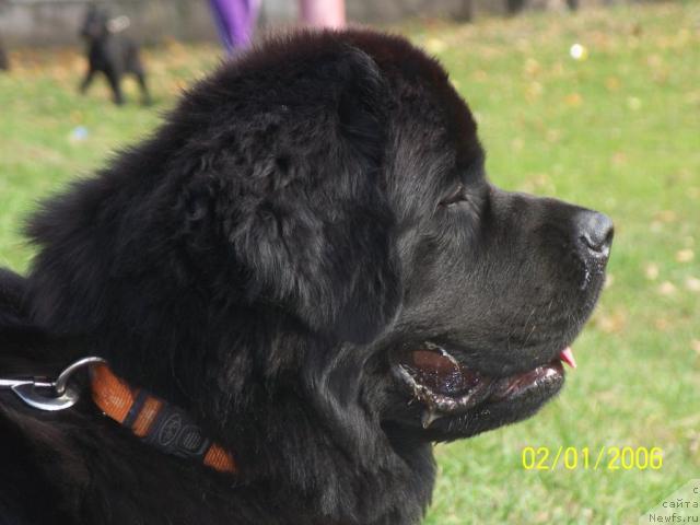 Фото: ньюфаундленд Arh B'yuti Ochen' Vajnaya Persona (Арх Бьюти Очень Важная Персона)