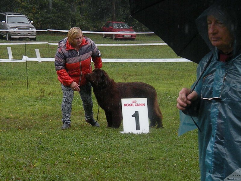 Фото: ньюфаундленд Vashe Blagorodie s Berega Dona (Ваше Благородие с Берега Дона), Natal'ya Klimova (Наталья Климова)