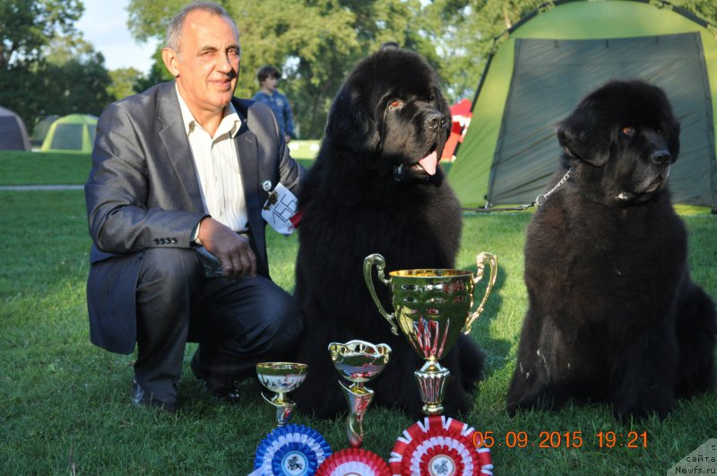 Фото: ньюфаундленд Zvezda Rostova s Berega Dona (Звезда Ростова с Берега Дона), ньюфаундленд Zvezdnij Dar Agassi (Звездный Дар Агасси)