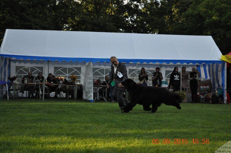 Фото: ньюфаундленд Zvezdnij Dar Agassi (Звездный Дар Агасси)