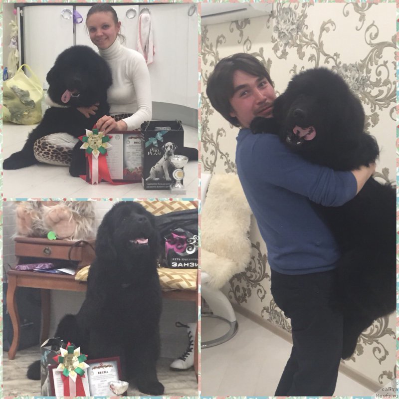 Фото: ньюфаундленд N'yu-Pom-SHir Bond Djeyms (Нью-Пом-Шир Бонд Джеймс)